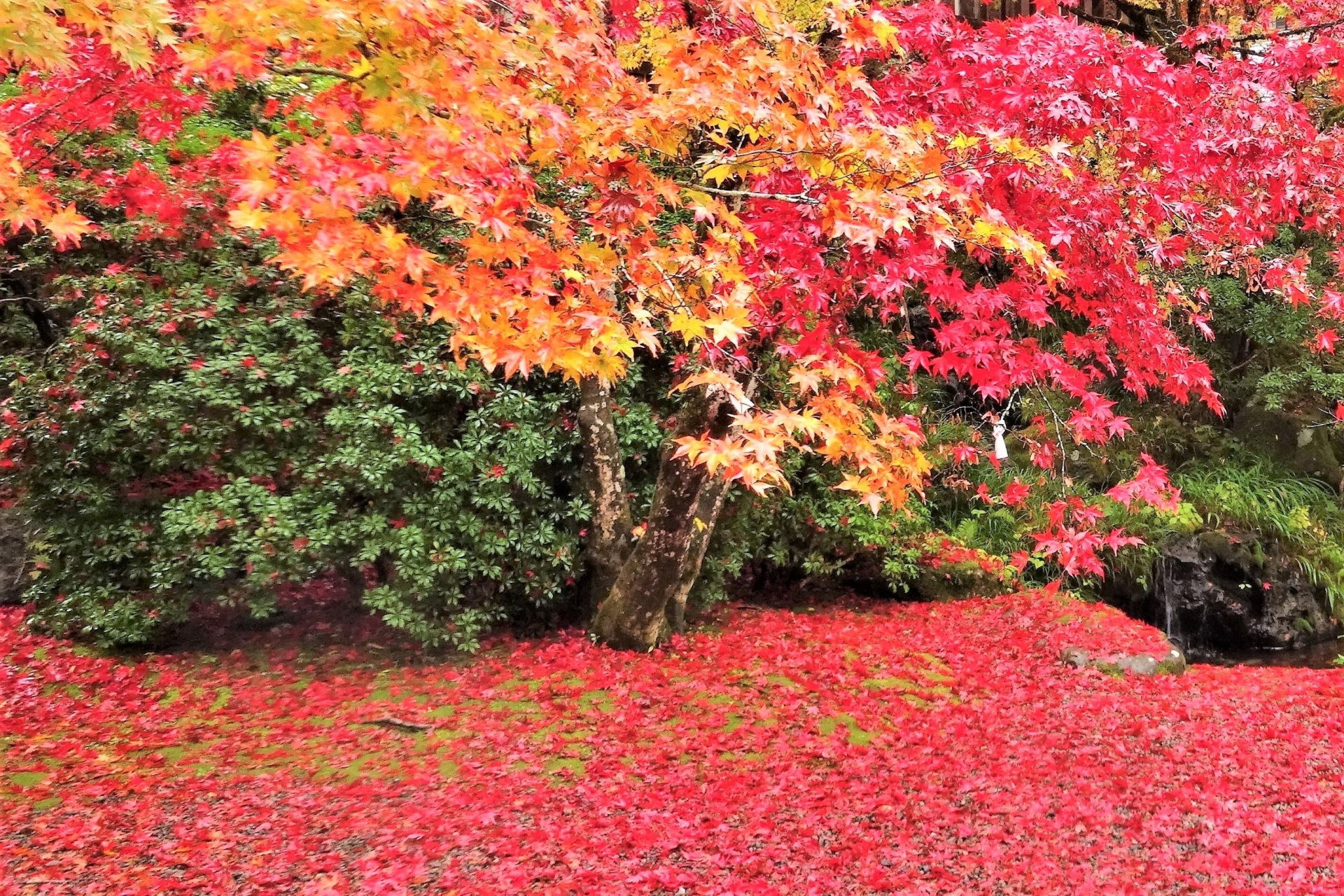 momiji